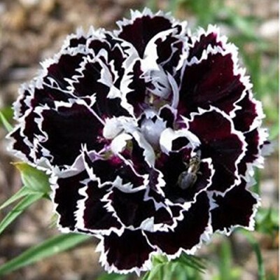 VibeX Dianthus Seed(100 per packet)