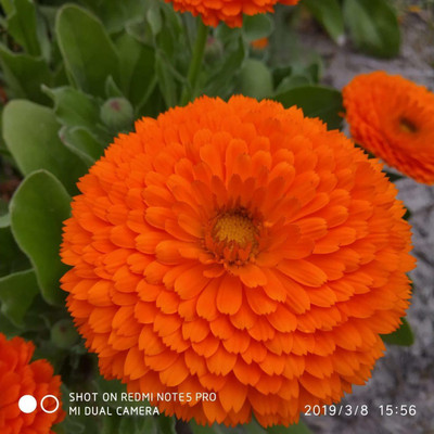 VibeX Calendula Seed(20 per packet)