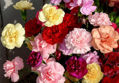 CYBEXIS Carnation F1 Hybrid Seeds Good Germination Seed(1 g)