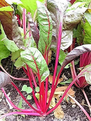 VibeX ™ LXI-1459-Lipstick Swiss Chard Vegetable Seeds Seed(225 per packet)
