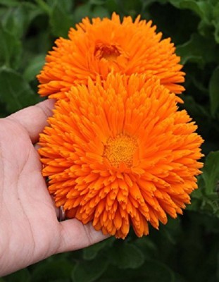 VibeX Calendula Seed(10 per packet)