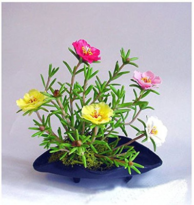 Aywal 11'o Clock Flower Seed(90 per packet)