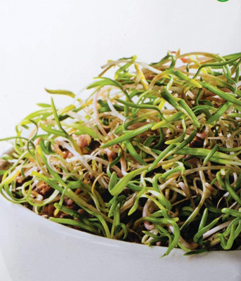 VibeX XII-550-Sprouting Seeds - Spinach Seed(2250 per packet)