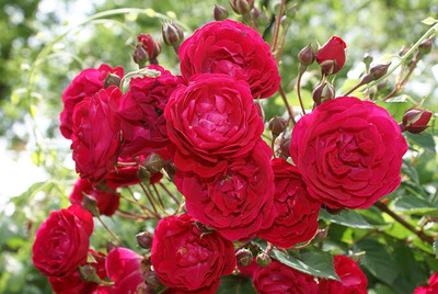 VibeX Rose Seed(10 per packet)