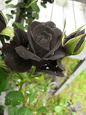 VibeX Rose Seed(10 per packet)