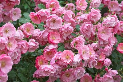 VibeX Rose Seed(100 per packet)