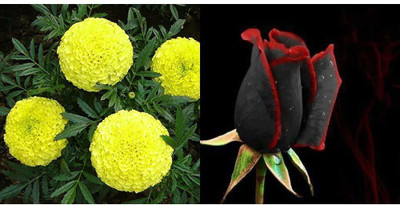 VibeX Rose, Marigold Seed(5 per packet)