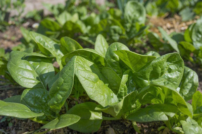 VibeX ™ VXI-283-Organic - Spinach - Matador - Seeds - Spinacia oleracea Seed(500 per packet)
