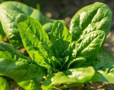 VibeX ™ RDX-221-Organic Fast Growing Spinach F1 Seeds Spinacia Oleracea Variety Seed(800 per packet)