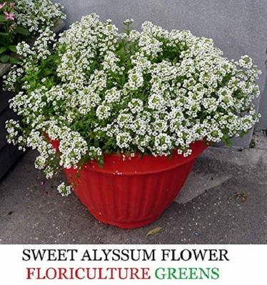 VibeX Alyssum Seed(75 per packet)