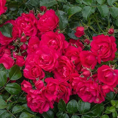 VibeX Rose Seed(25 per packet)