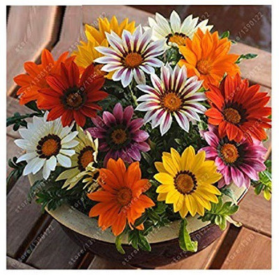 VibeX Gazania Seed(40 per packet)