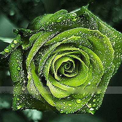 VibeX Rose Seed(75 per packet)