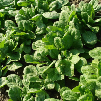 VibeX ™ LXI-559-Spinach - Giant American Seed(200 per packet)