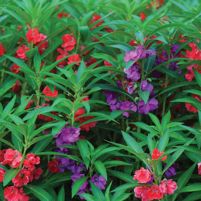 VibeX Balsam Seed(100 per packet)
