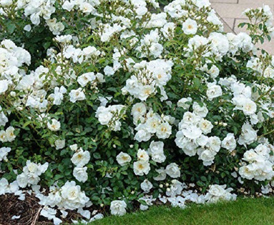 VibeX Rose Seed(40 per packet)
