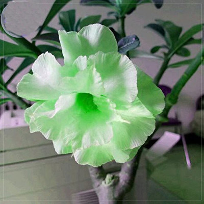 VibeX Rose Seed(30 per packet)