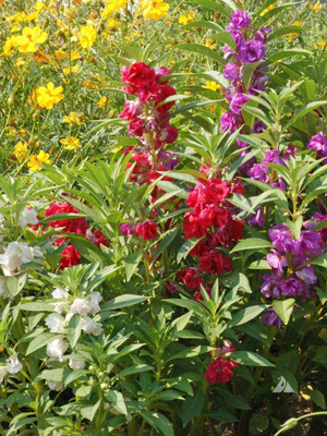 Qualtivate Balsam Camellia Double mix Seeds(25 Seeds) Seed(25 per packet)
