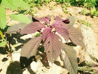 VibeX ® RDX-1116-Red Garnet Amaranthus Vegetable Amaranth / Chinese Spinach Seed(400 per packet)