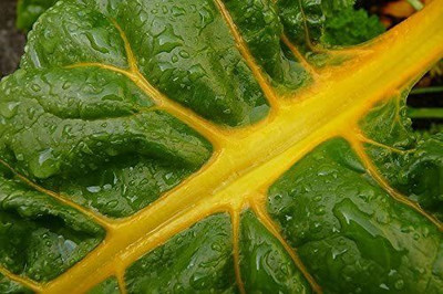 VibeX ® VXI-1158-Canary Swiss Chard Spinach Vegetable Seeds Seed(2000 per packet)