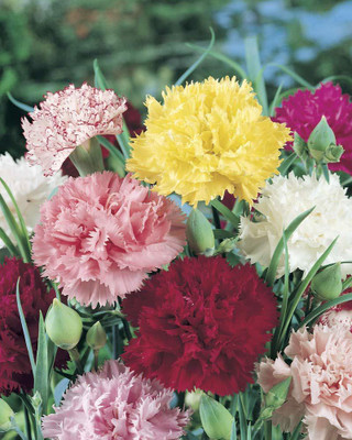 CYBEXIS Carnation Flower Mixed Colour F1 Hybrid Seeds Good Germination Seed(1 g)