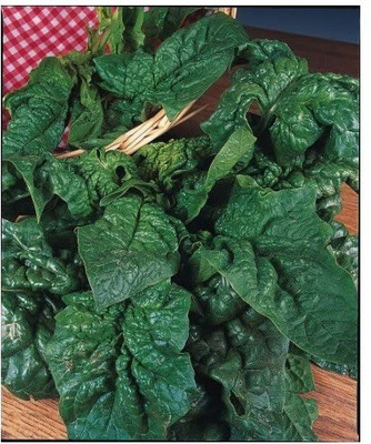 VibeX ® XII-220-Seed - Spinach - Giant Winter Seed(700 per packet)