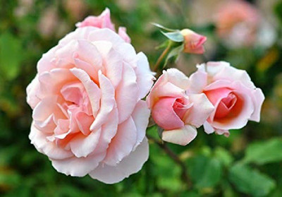 VibeX Rose Seed(40 per packet)