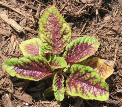 VibeX ® CBZ-1102-Amaranthus Tricolor, Chinese Spinach, Calaloo - Passion Seed(2500 per packet)