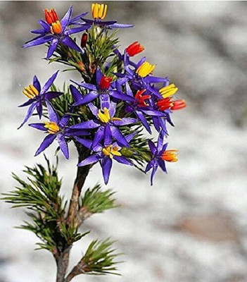 VibeX Tinsel Lily Seed(20 per packet)