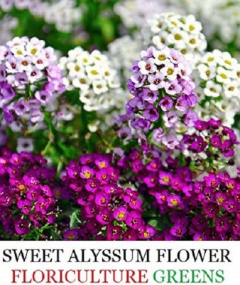 VibeX Alyssum Seed(10 per packet)