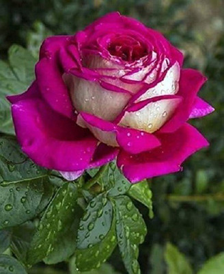 VibeX Ruby Rose Seed(25 per packet)
