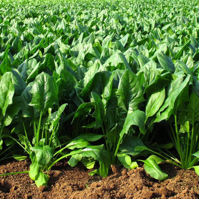 VibeX ® VXI-118-F-1 Spinach Matador Seeds - Spinacia oleracea Seed(50 per packet)