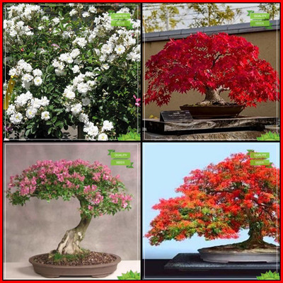 VibeX Rose Jap Maple Siris Gulmohar Bonsai Seed(25 per packet)