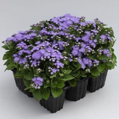 VibeX Ageratum Seed(75 per packet)