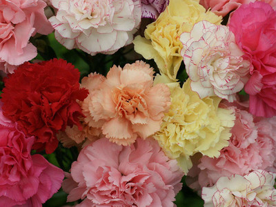 CYBEXIS Carnation Chabaud Mix Seed(1 g)