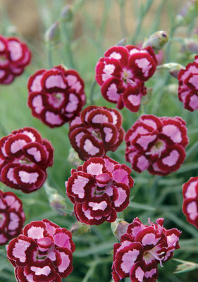 Aywal Dianthus Lemon Fizz Flower Seed(40 per packet)