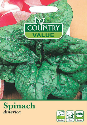 WILLVINE Spinach Seed(500 per packet)
