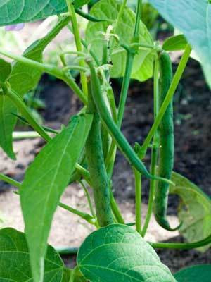 XOLDA Beans Seed(41 per packet)
