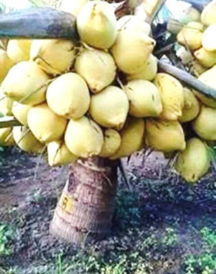 My Dream Nursery Coconut Plant(Hybrid, Pack of 1)