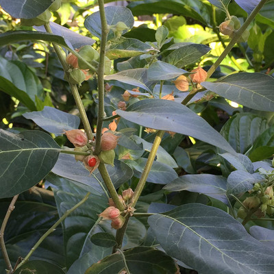 VibeX Ashwagandha Seed(50 per packet)