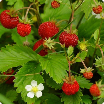 GRAH PRAVESH Wild strawberry, Fragaria vesca, woodland strawberry Seed(50 per packet)