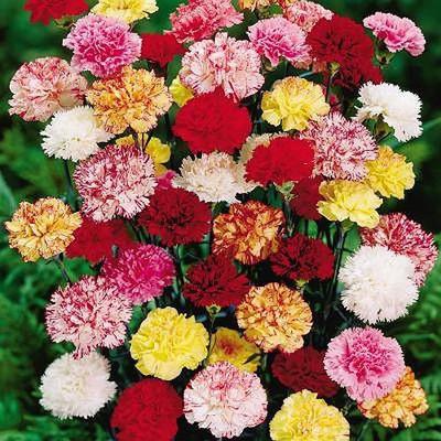 Paudha Carnation Mix flower Seed(15 per packet)