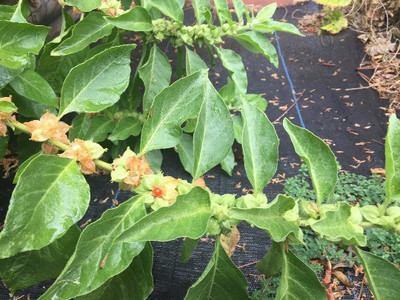 XOLDA Ashwagandha Seed(24 per packet)