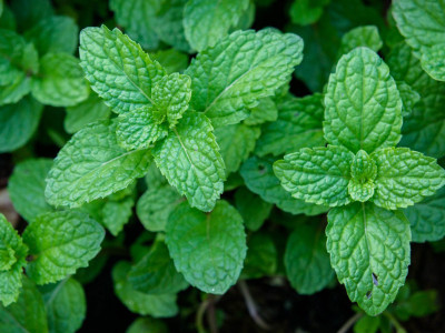 Paudha Peppermint Seed(50 per packet)