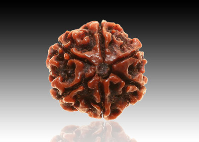 Rudram 6 Mukhi Rudraksha Wood Pendant