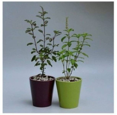 Aquinnah Graden Amla Plant(Hybrid, Pack of 1)