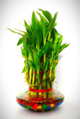 VamiJen Three Layer Bamboo Plant(Pack of 1)