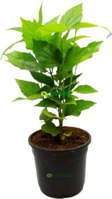 Ukanda Parijat/Harsingar Plant(Hybrid, Pack of 1)