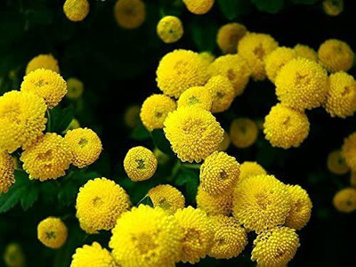 CYBEXIS Chrysanthemum parthenium fl.pl. Goldball Seed(50 per packet)