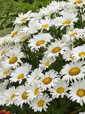 CYBEXIS Chrysanthemum paludosum white majestic flower seeds Seed(50 per packet)